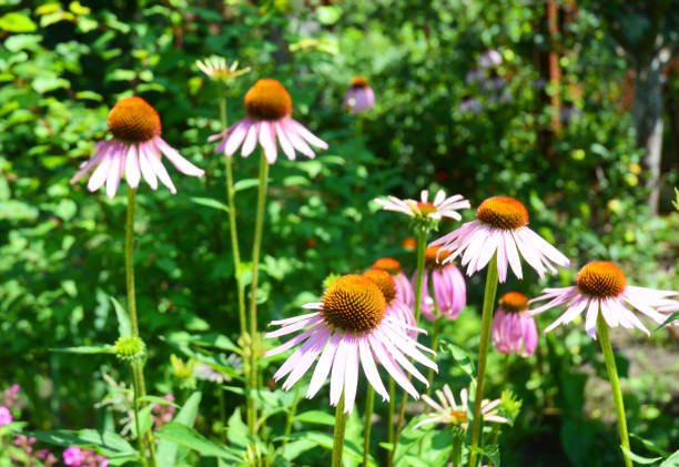 istock Growing and Caring for Purple Coneflowers, Echinacea Flowers. 886712892