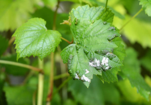 istock Grape Powdery Mildew. Grapevine diseases. Downy Mildew (Plasmopara vitikola) is a fungal disease that affects a wide range of plants. 886713282