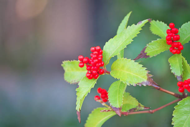 istock Chloranthus glaber Makino 886715658
