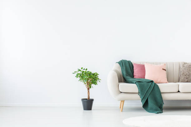 istock Plant in white living room 886715738