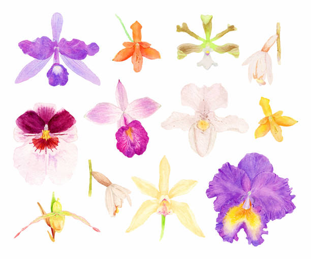 ilustraciones, imágenes clip art, dibujos animados e iconos de stock de set acuarela vector orquídea - moth orchid