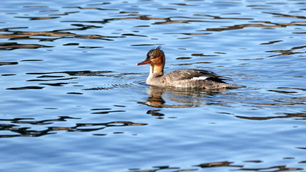istock Female Red-Headed Merganser 886724868