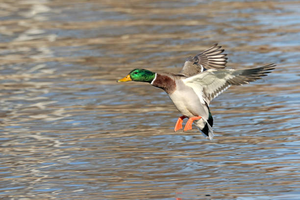 istock Male Mallard Duck Landing 886725714