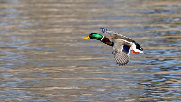istock Male Mallard Duck Landing 886725720