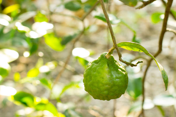 a citrus hystrix on the tree in the garden