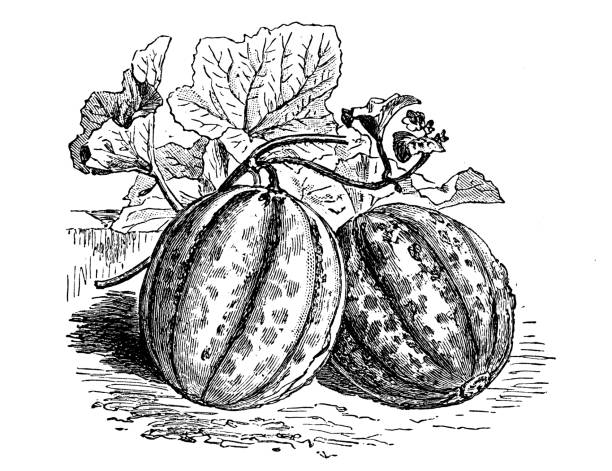 Botany vegetables plants antique engraving illustration: Bellegarde Melon