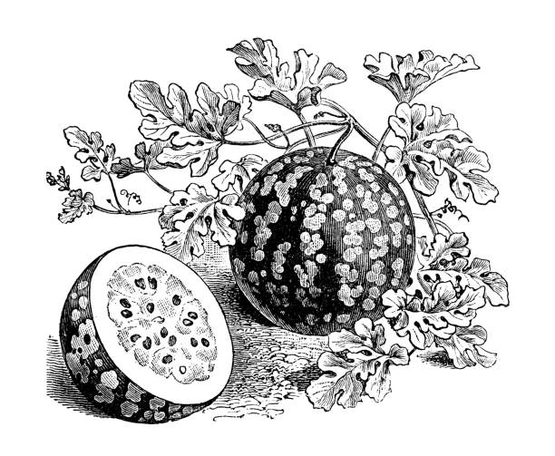 Botany vegetables plants antique engraving illustration: Watermelon