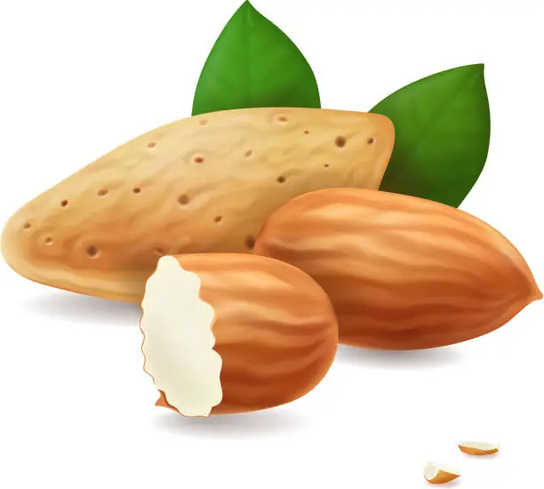 Vector illustration of Almonds. Kernels and leaves realistic. Vector illustration.