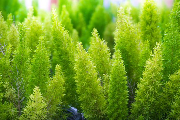 istock Close up green leaf on tree blurry bokeh background in garden.Using wallpaper or background for nature, natural and refreshing. 886738706