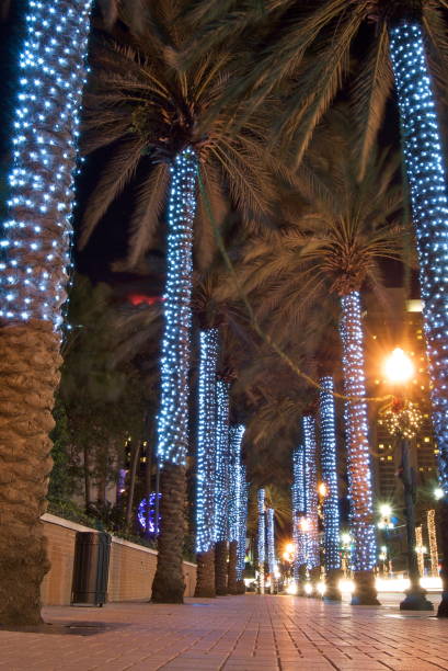 istock New Orleans Palm Trees Decorated for Christmas 886738896