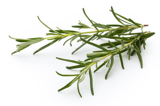 istock Rosemary isolated on white background, Top view. 886745644