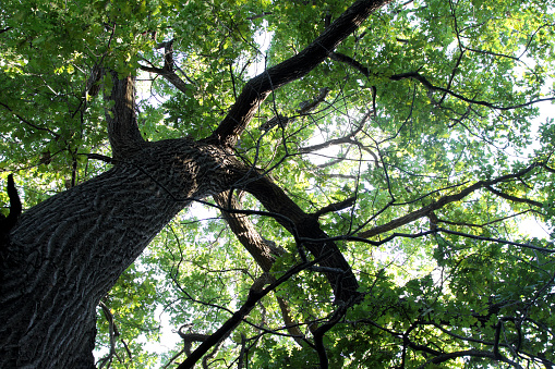 Sprawling crown of an old oak tree with green young leaves.