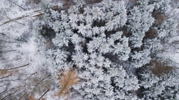 istock Aerial view of trees with snow 886755494