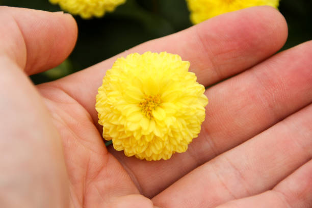 istock Taiwan Chrysanthemum morifolium 886755848