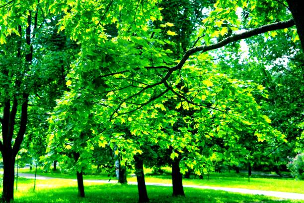 istock Moscow Park in spring on a clear day 886755862