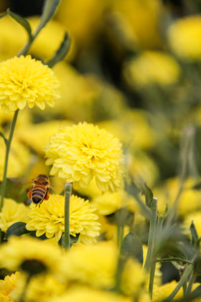 istock Taiwan Chrysanthemum morifolium 886755932