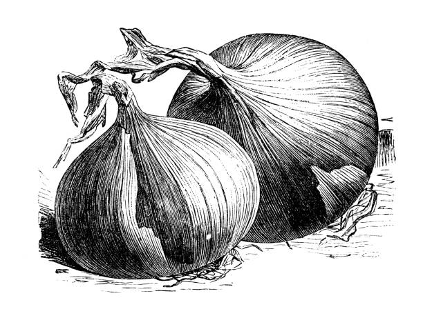 istock Botany vegetables plants antique engraving illustration: Zittau Onion 886756694