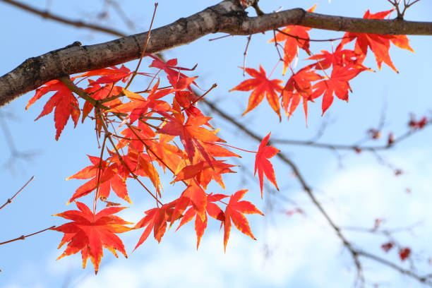 istock Red autumn leaves with blue sky 886761136
