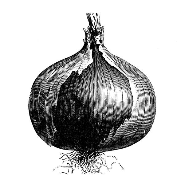 ilustrações, clipart, desenhos animados e ícones de plantas de legumes botânica antiga ilustração de gravura: rocca vermelho cebola - onion