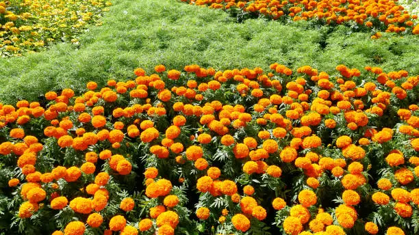 Fresh Yellow and Orange Flowers Field Background
