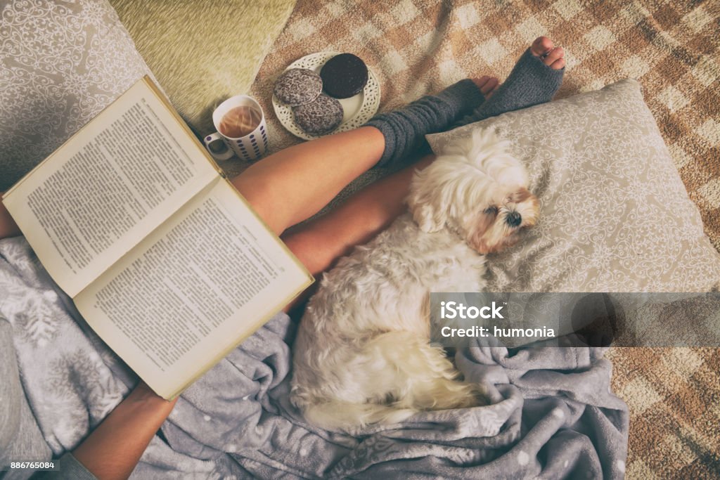 Woman lying on bed with dog Woman with cute dog Maltese, sweet gingerbread cookies, book, hot drink  lying on bed in the cozy room Hygge Stock Photo
