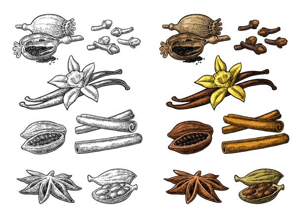 Set of spices. Anise, cinnamon, cocoa, vanilla, poppy Set of spices. Anise star, cardamom, clove, cinnamon stick, fruits of cocoa beans, vanilla stick and flower, poppy heads and seeds. Color vintage engraving illustration isolated on white background clove spice stock illustrations