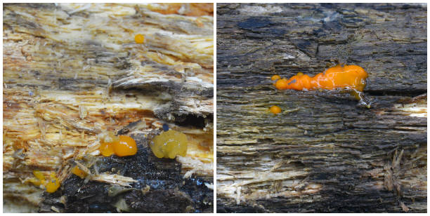 istock dacrymyces stillatus fungus 886766574