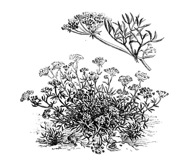 ilustrações, clipart, desenhos animados e ícones de plantas de legumes botânica antiga ilustração de gravura: crithmum maritimum (samphire, samphire rocha, funcho do mar) - fennel vegetable food white background