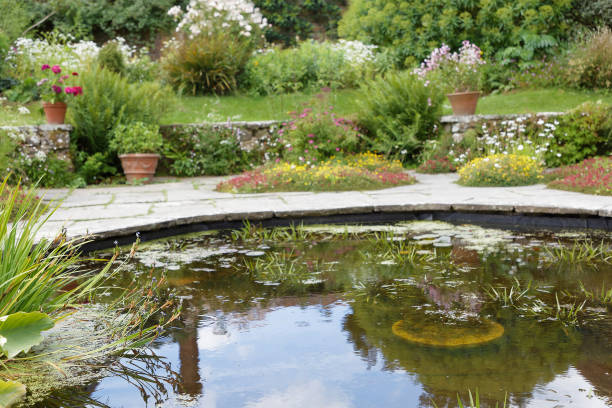 istock Pond with flowers and plants 886771354