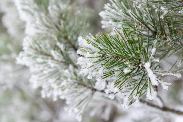 istock Pine needles covered by snow and snowflakes, a Christmas background 886772142