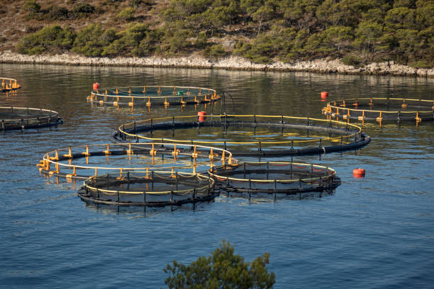 istock Circles on sea surface in the quiet bay 886776146