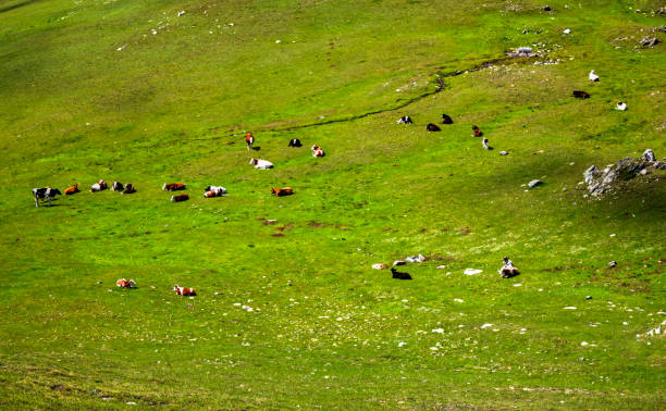 istock Landscape with cows in the mountain 886776908