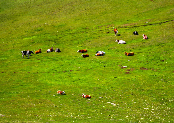 istock Landscape with cows in the mountain 886777040