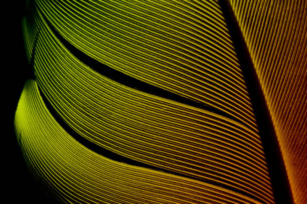 istock piece of bird feathers 886783032