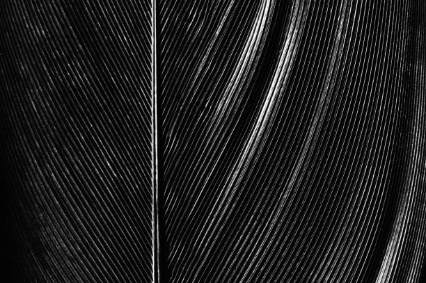 istock Piece of bird feathers 886783036