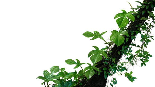 熱帯植物とジャングルつる植物を緑葉クリッピング パスが含まれている、白地に分離された熱帯雨林の木の幹に登ってブドウ葉フィロデンドロンをいじる。