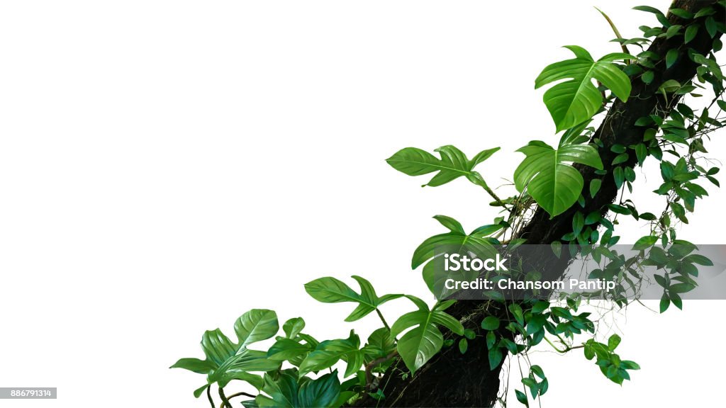 Fiddle leaf philodendron the tropical plant and jungle liana green leaves vines climbing on rainforest tree trunk isolated on white background, clipping path included. Rainforest Stock Photo