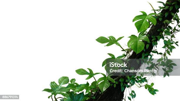 Fiddle Leaf Philodendron The Tropical Plant And Jungle Liana Green Leaves Vines Climbing On Rainforest Tree Trunk Isolated On White Background Clipping Path Included Stock Photo - Download Image Now