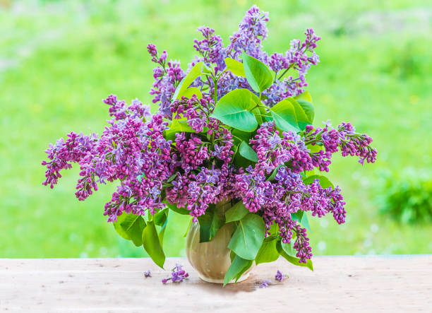 istock bouquet of lilac 886791746