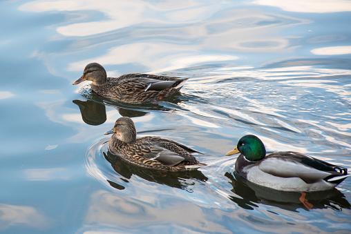Three mallard ducks on the lake water