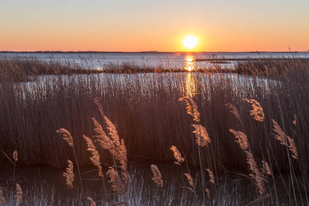 istock sunset in the Camargue 886797508