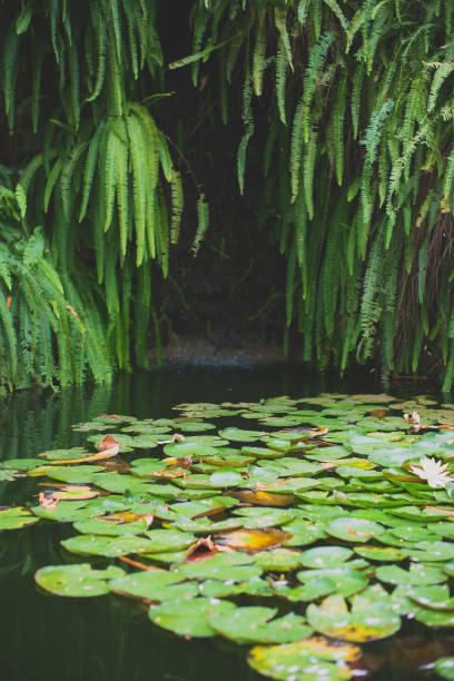 istock Water lilies in a pond in the jungle. 886800586