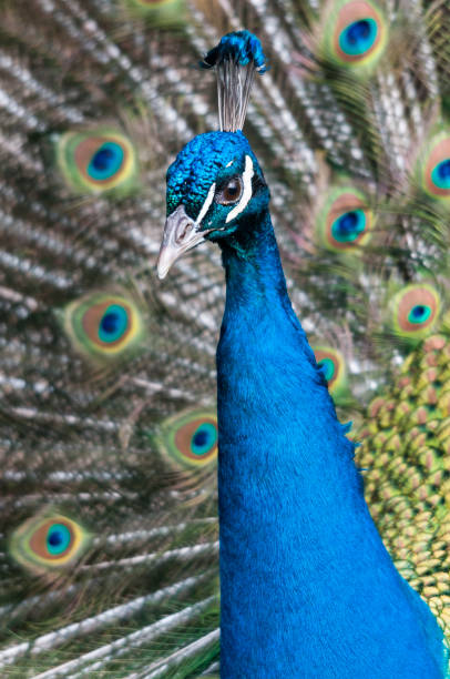 istock The blue peacock and its magnificent, colorful plumage 886801256
