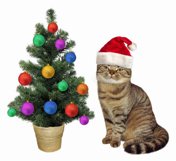 istock Cat near the Christmas tree 886803980