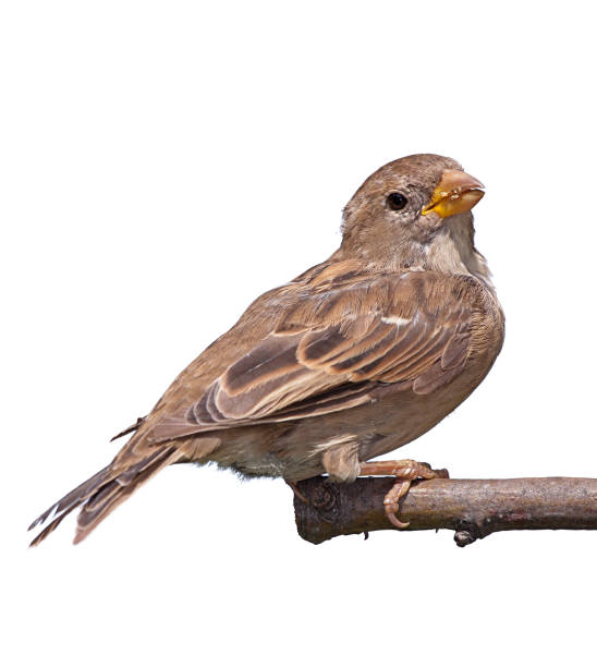 istock portrait of a sparrow on white 886804394