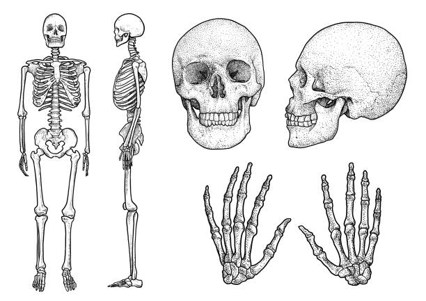 ilustracja z kolekcji szkieletów ludzkich, rysunek, grawerowanie, tusz, grafika liniowa, wektor - sketch skull people anatomy stock illustrations
