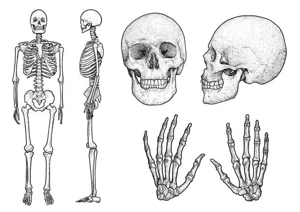 Vector illustration of Human skeleton collection illustration, drawing, engraving, ink, line   art, vector