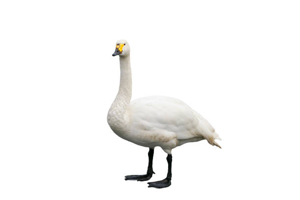 istock portrait of a beautiful bird Swan standing on an isolated white background 886830200