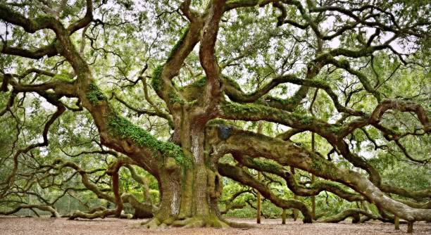 Bức tranh toàn cảnh Angel Oak Tree bức ảnh sẵn có