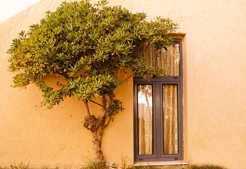 Olive tree by the window in front of the house wall. Specific vintage scene in Greece,Mediterranean.